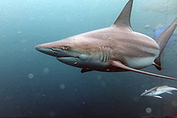 Reef shark